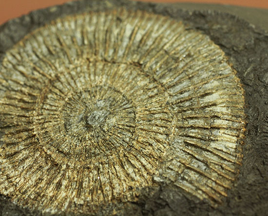 人気の黒ジュラ！ドイツ・ホルツマーデン産ダクチリオセラスの群集化石(Dactylioceras commune)（その2）