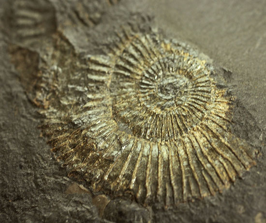 人気の黒ジュラ！ドイツ・ホルツマーデン産ダクチリオセラスの群集化石(Dactylioceras commune)（その3）