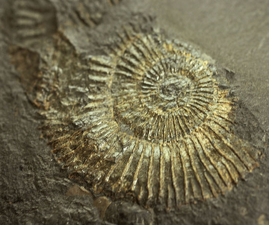 人気の黒ジュラ!ドイツ・ホルツマーデン産ダクチリオセラスの群集化石(Dactylioceras commune)(その3)