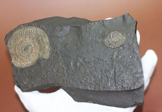人気の黒ジュラ!ドイツ・ホルツマーデン産ダクチリオセラスの群集化石(Dactylioceras commune)(その5)