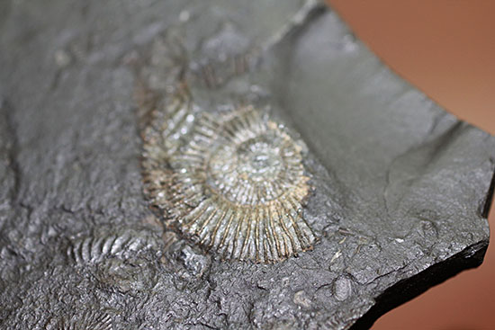 人気の黒ジュラ!ドイツ・ホルツマーデン産ダクチリオセラスの群集化石(Dactylioceras commune)(その6)