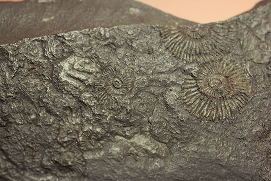 人気の黒ジュラ!ドイツ・ホルツマーデン産ダクチリオセラスの群集化石(Dactylioceras commune)(その7)