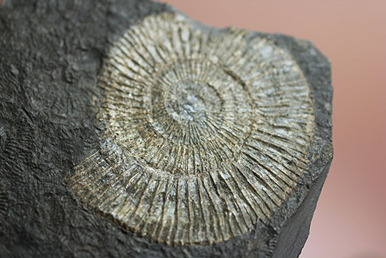 人気の黒ジュラ!ドイツ・ホルツマーデン産ダクチリオセラスの群集化石(Dactylioceras commune)(その8)