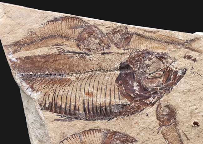 米国ワイオミング州の公式の化石！およそ５０００万年前の古代魚、ナイティアの群集化石（その2）
