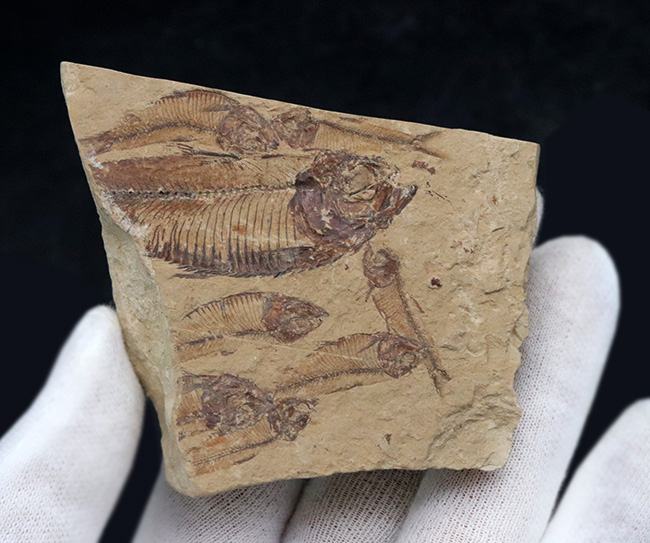 米国ワイオミング州の公式の化石！およそ５０００万年前の古代魚、ナイティアの群集化石（その3）