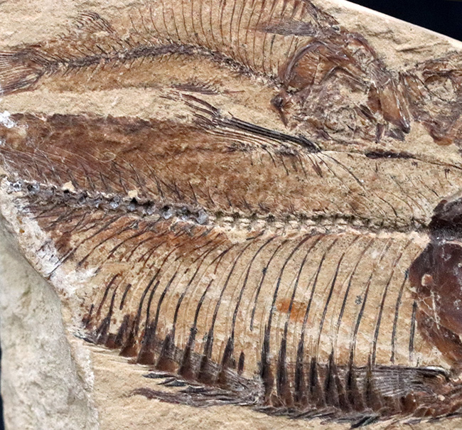 米国ワイオミング州の公式の化石！およそ５０００万年前の古代魚、ナイティアの群集化石（その4）