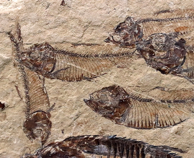 米国ワイオミング州の公式の化石！およそ5000万年前の古代魚