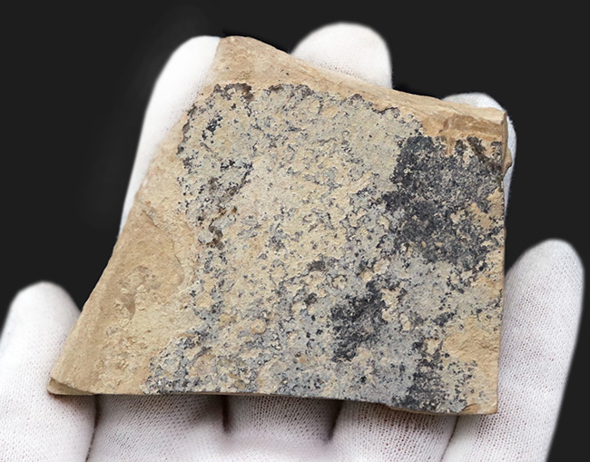 米国ワイオミング州の公式の化石！およそ5000万年前の古代魚