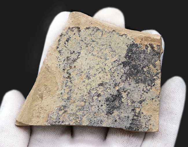 米国ワイオミング州の公式の化石！およそ５０００万年前の古代魚、ナイティアの群集化石（その6）
