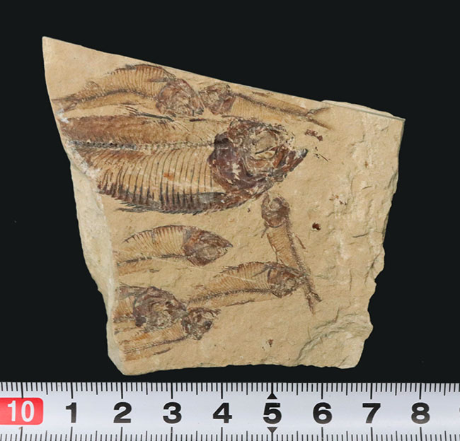 米国ワイオミング州の公式の化石！およそ５０００万年前の古代魚、ナイティアの群集化石（その8）