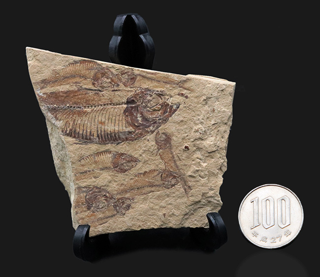 米国ワイオミング州の公式の化石！およそ５０００万年前の古代魚、ナイティアの群集化石（その9）