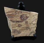 米国ワイオミング州の公式の化石！およそ５０００万年前の古代魚、ナイティアの群集化石