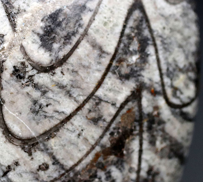 ザ・ゴニアタイト！太いジグザグ模様を御覧ください！メガサイズのゴニアタイト（Goniatite）の化石（その6）