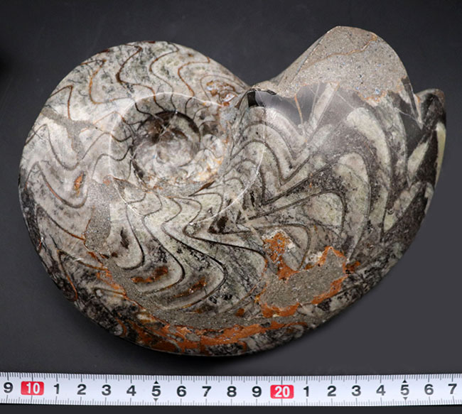 ザ・ゴニアタイト！太いジグザグ模様を御覧ください！メガサイズのゴニアタイト（Goniatite）の化石（その8）