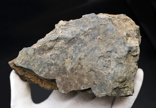 存在感あり!およそ4億5千万年前のヒトデ、モロッコ産ペトラスター(Petraster)のマルチプレート化石(その5)