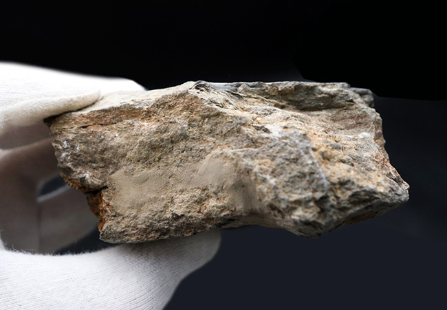 存在感あり！およそ４億５千万年前のヒトデ、モロッコ産ペトラスター（Petraster）のマルチプレート化石（その6）