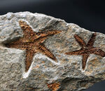 存在感あり！およそ４億５千万年前のヒトデ、モロッコ産ペトラスター（Petraster）のマルチプレート化石