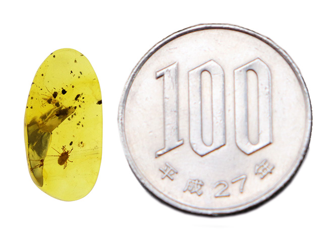虫たちが時空を飛び越えて現世に!約1億年前の琥珀、バーマイト(Burmite)(その9)