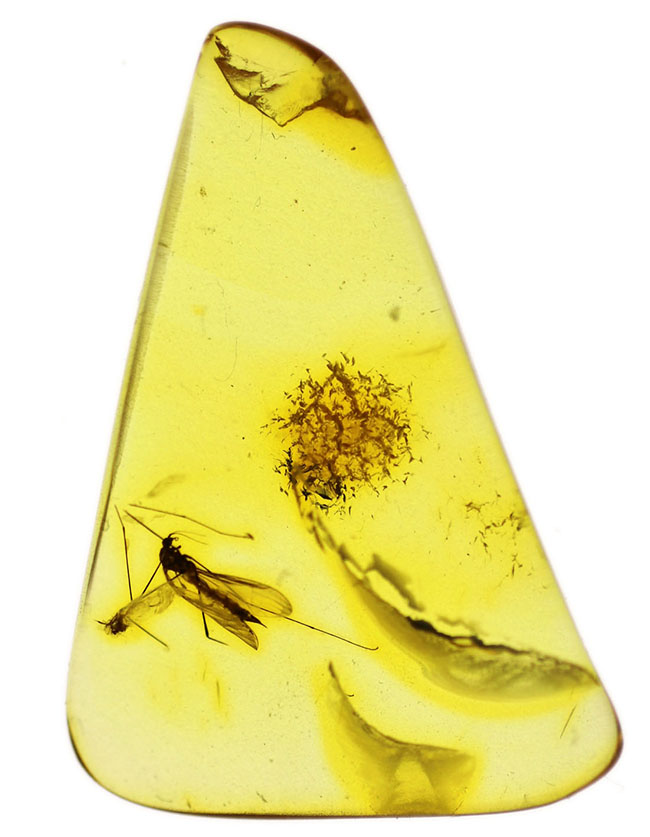 ヒメガガンボ科の虫を内包した、バルト海産虫入り琥珀(Amber)(その2)