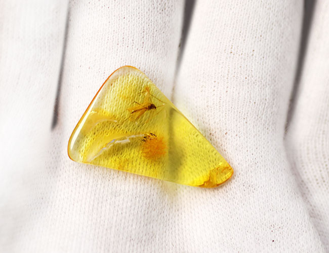 ヒメガガンボ科の虫を内包した、バルト海産虫入り琥珀(Amber)(その3)