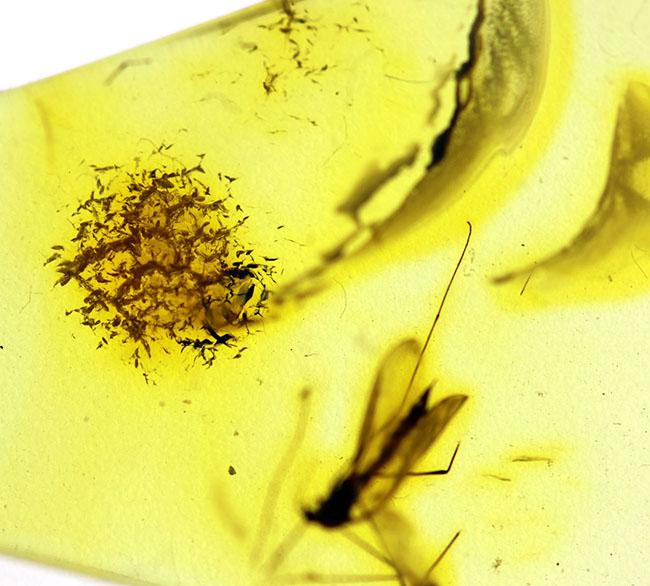 ヒメガガンボ科の虫を内包した、バルト海産虫入り琥珀(Amber)(その4)