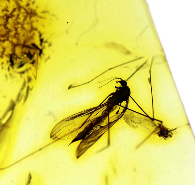 ヒメガガンボ科の虫を内包した、バルト海産虫入り琥珀(Amber)(その5)