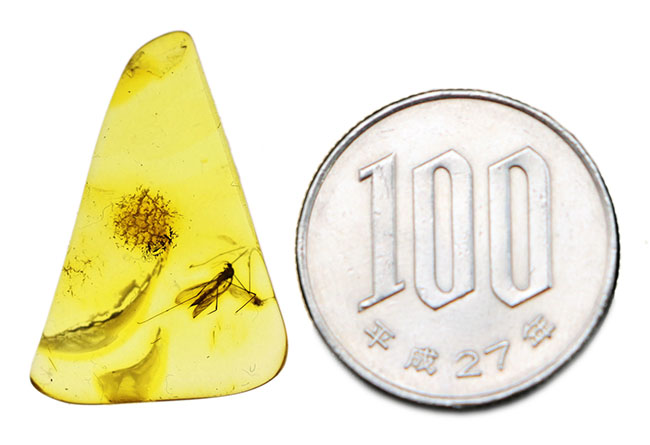 ヒメガガンボ科の虫を内包した、バルト海産虫入り琥珀(Amber)(その7)