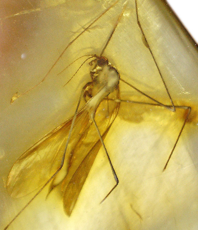 ヒメガガンボ科の虫を内包した、バルト海産虫入り琥珀(Amber)(その8)
