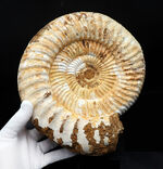 上質！直径最大部２２センチ、３ｋｇ超え！特大サイズのアンモナイト、ペリスフィンクテス（Perisphinctes）