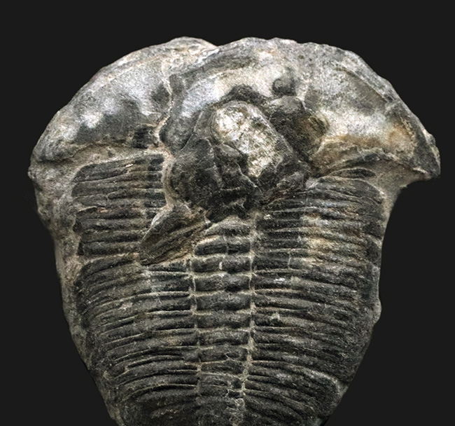 米国ユタ州ウィーラー層で見つかる世界的に名の知れた三葉虫、エルラシア・キンギ(Elrathia Kingi)(その2)
