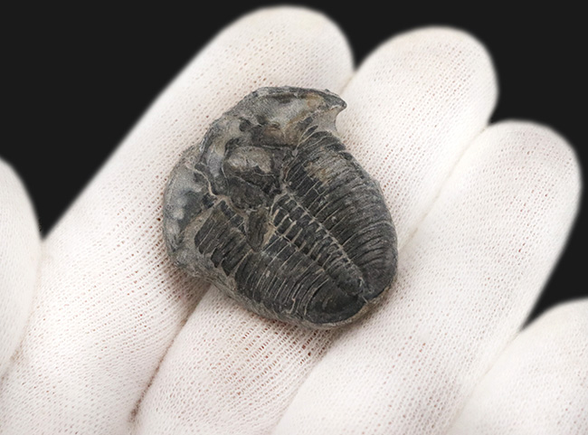 米国ユタ州ウィーラー層で見つかる世界的に名の知れた三葉虫、エルラシア・キンギ(Elrathia Kingi)(その4)