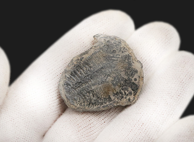 米国ユタ州ウィーラー層で見つかる世界的に名の知れた三葉虫、エルラシア・キンギ(Elrathia Kingi)(その5)