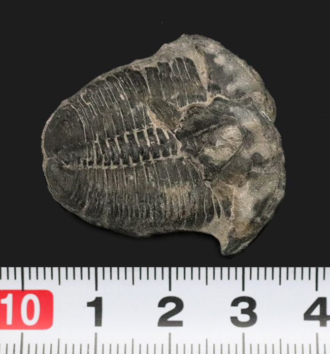 米国ユタ州ウィーラー層で見つかる世界的に名の知れた三葉虫、エルラシア・キンギ(Elrathia Kingi)(その6)