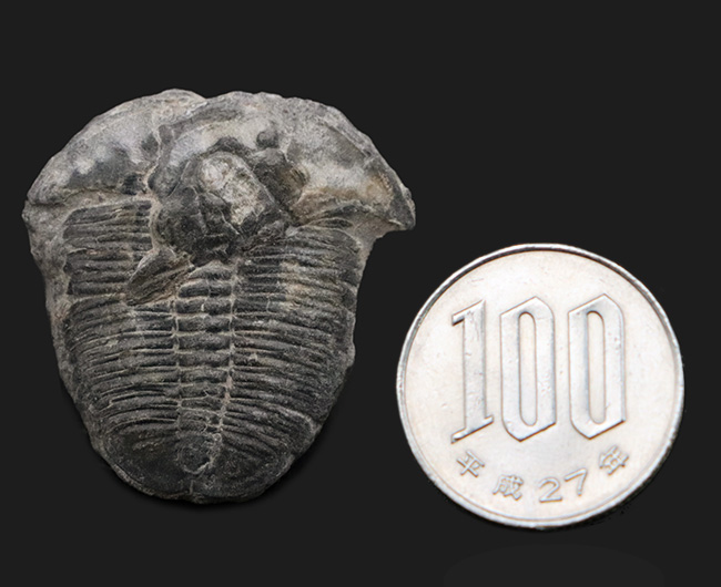 米国ユタ州ウィーラー層で見つかる世界的に名の知れた三葉虫、エルラシア・キンギ(Elrathia Kingi)(その7)