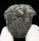 米国ユタ州ウィーラー層で見つかる世界的に名の知れた三葉虫、エルラシア・キンギ（Elrathia Kingi）