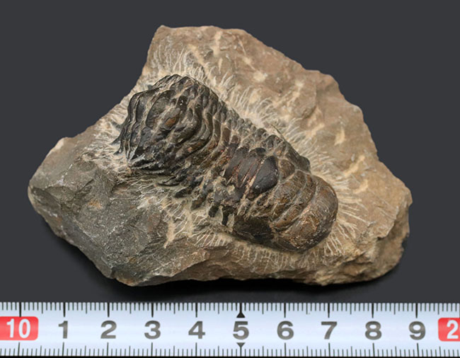 母岩が良い味を出しています。モロッコ産のデボン紀の三葉虫、クロタロセファルス・ギブス（Crotalocephalus gibbus）の化石（その10）