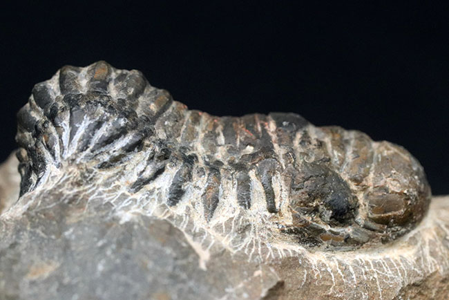 母岩が良い味を出しています。モロッコ産のデボン紀の三葉虫、クロタロセファルス・ギブス（Crotalocephalus gibbus）の化石（その3）