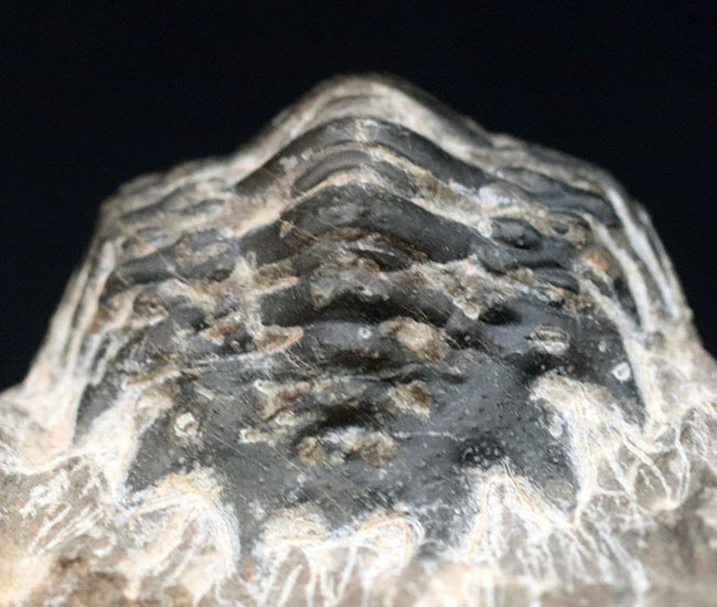 母岩が良い味を出しています。モロッコ産のデボン紀の三葉虫、クロタロセファルス・ギブス（Crotalocephalus gibbus）の化石（その4）