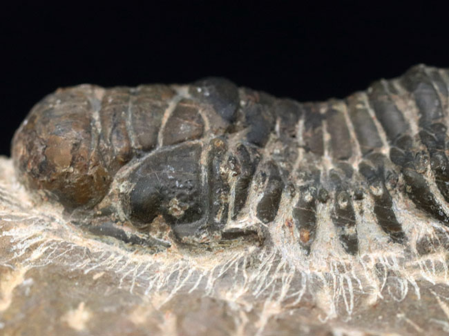 母岩が良い味を出しています。モロッコ産のデボン紀の三葉虫、クロタロセファルス・ギブス（Crotalocephalus gibbus）の化石（その7）