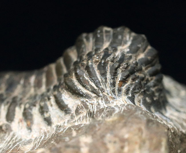 母岩が良い味を出しています。モロッコ産のデボン紀の三葉虫、クロタロセファルス・ギブス（Crotalocephalus gibbus）の化石（その8）