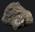 北海道白亜紀の母岩付きアンモナイト（Ammonite）化石。多数のアンモナイトが見られます！