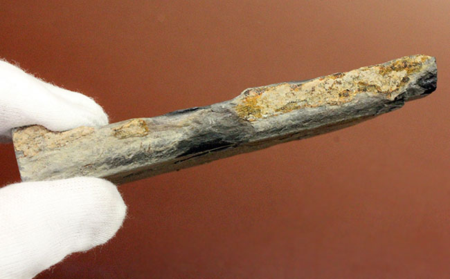 極めて希少、発見された100年弱にも関わらず、未だ謎めいた生物、カンブリア紀に出現したチャンセロリア(Chancelloria sp.)(その10)
