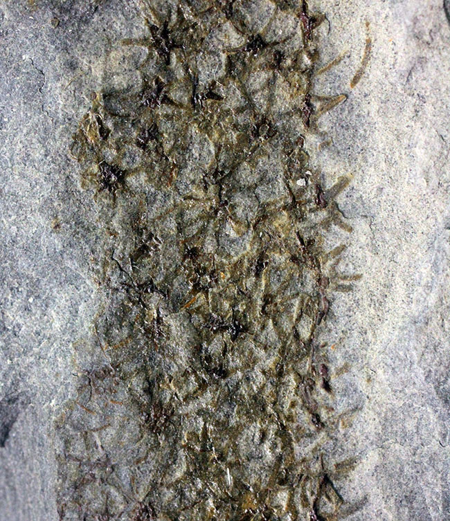 極めて希少、発見された100年弱にも関わらず、未だ謎めいた生物、カンブリア紀に出現したチャンセロリア(Chancelloria sp.)(その3)