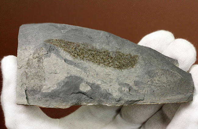 極めて希少、発見された100年弱にも関わらず、未だ謎めいた生物、カンブリア紀に出現したチャンセロリア(Chancelloria sp.)(その4)