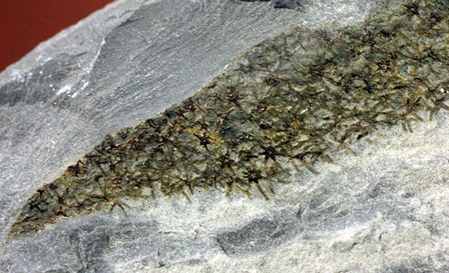 極めて希少、発見された１００年弱にも関わらず、未だ謎めいた生物、カンブリア紀に出現したチャンセロリア（Chancelloria sp.） 化石 販売