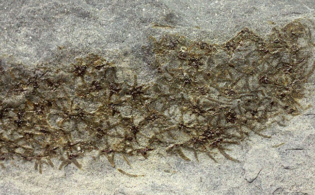 極めて希少、発見された１００年弱にも関わらず、未だ謎めいた生物、カンブリア紀に出現したチャンセロリア（Chancelloria sp.）（その7）
