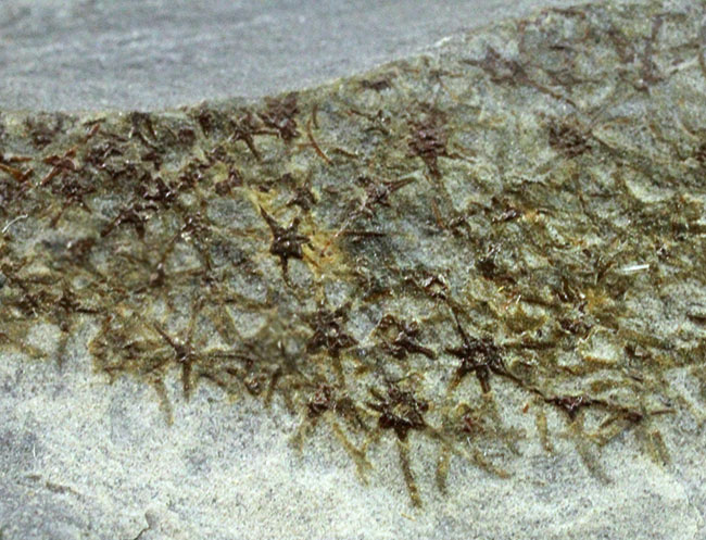極めて希少、発見された100年弱にも関わらず、未だ謎めいた生物、カンブリア紀に出現したチャンセロリア(Chancelloria sp.)(その9)