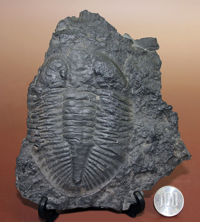 三葉虫のヘビーコレクター向けアイテム、希少なカナダ・オンタリオ州産