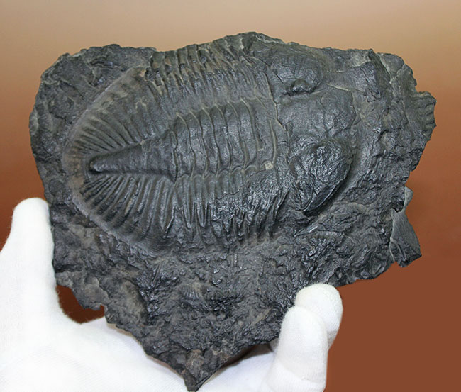 三葉虫のヘビーコレクター向けアイテム、希少なカナダ・オンタリオ州産の三葉虫、シュードジジテス(Pseudogygites latimarginatus)を入手するチャンス(その7)