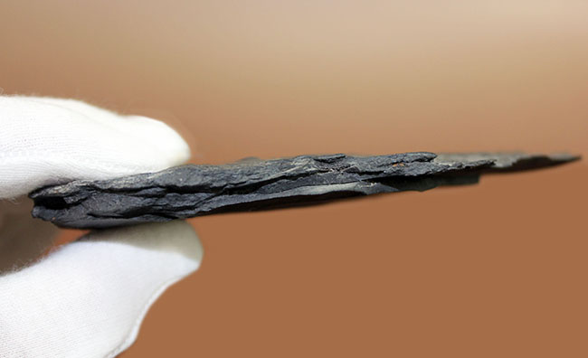 三葉虫のヘビーコレクター向けアイテム、希少なカナダ・オンタリオ州産の三葉虫、シュードジジテス(Pseudogygites latimarginatus)を入手するチャンス(その9)